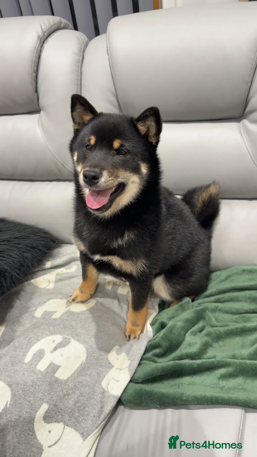 Japanese Shiba Inu dogs for sale: Japanese Shiba Inu  - Advert 2