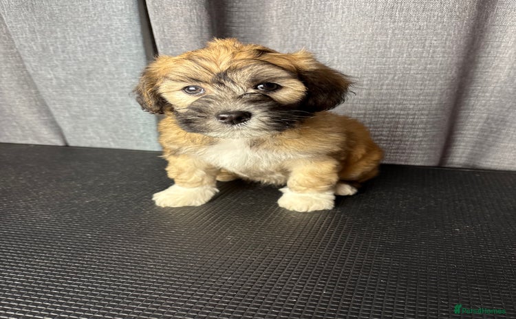 Lhasapoo dogs - Advert 1