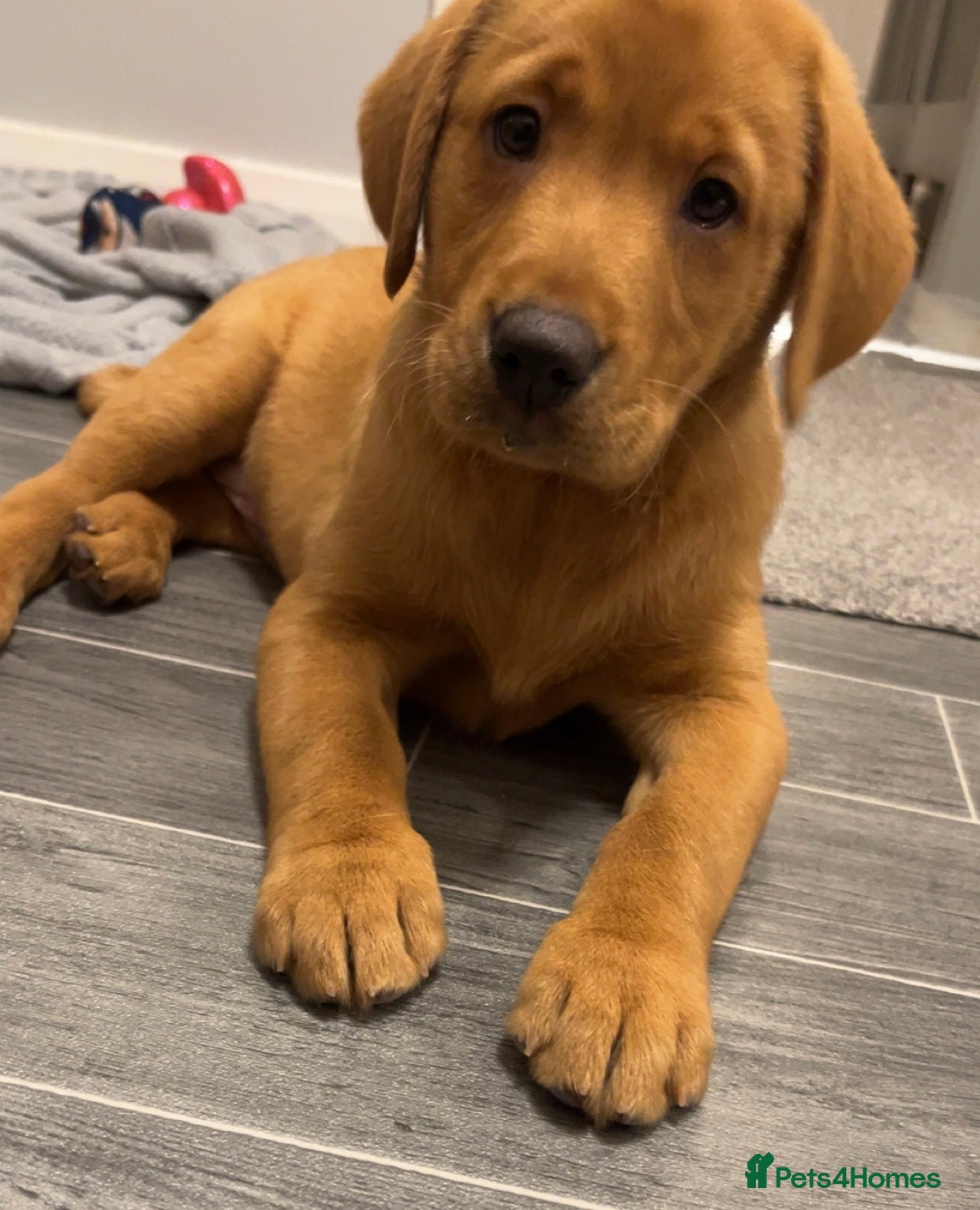 Labrador Retriever dogs Outstanding kc registered champion Labrador dogs  - Advert 1