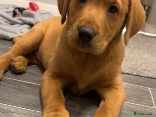 Labrador Retriever dogs Outstanding kc registered champion Labrador dogs - Advert 9