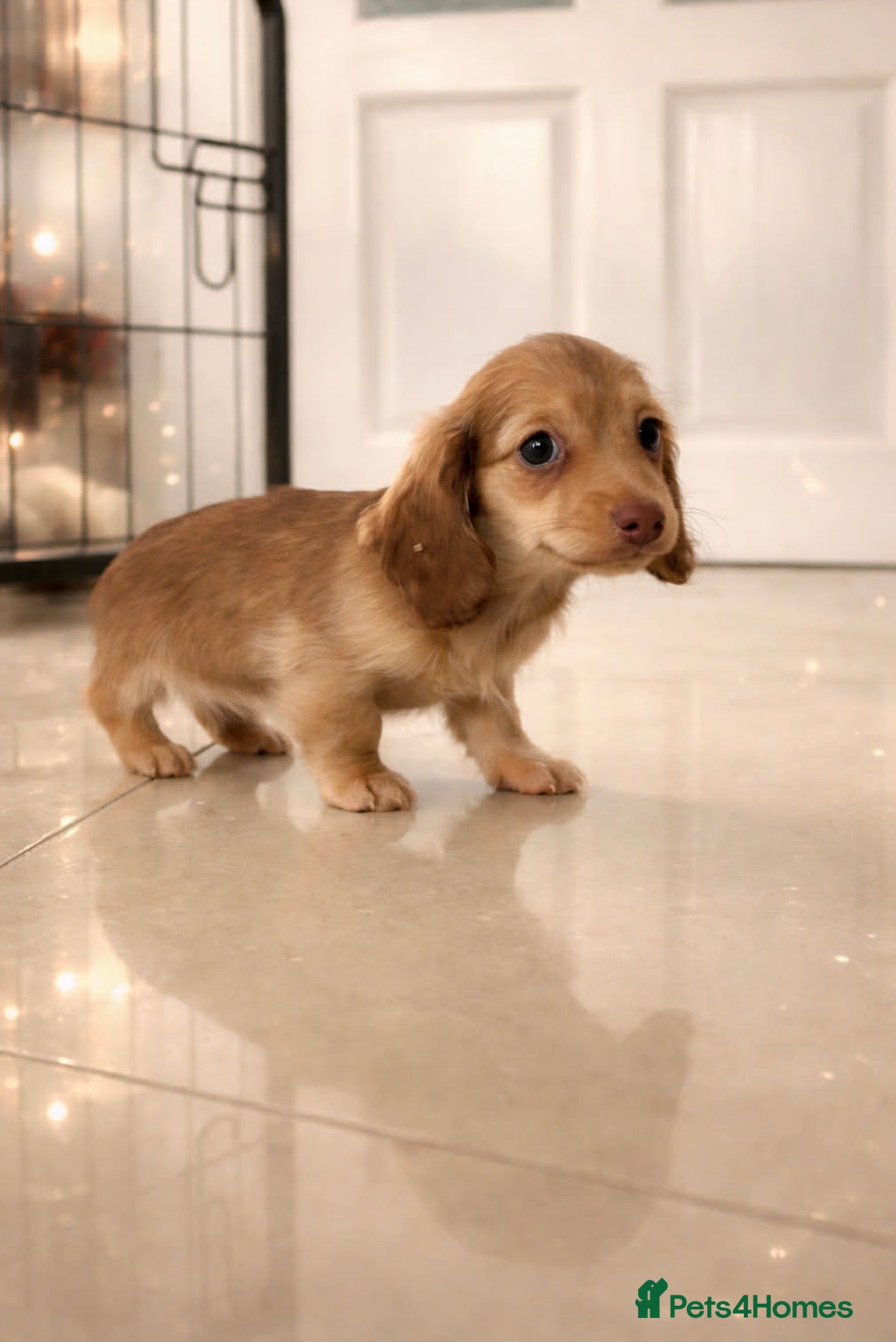 Miniature Dachshund dogs Pra clear mini dachshund kc - Advert 18