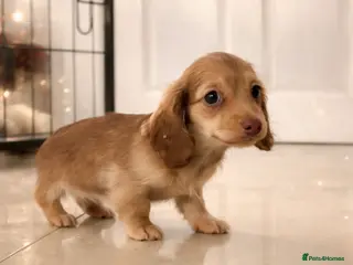 Miniature Dachshund dogs Pra clear mini dachshund kc - Advert 18