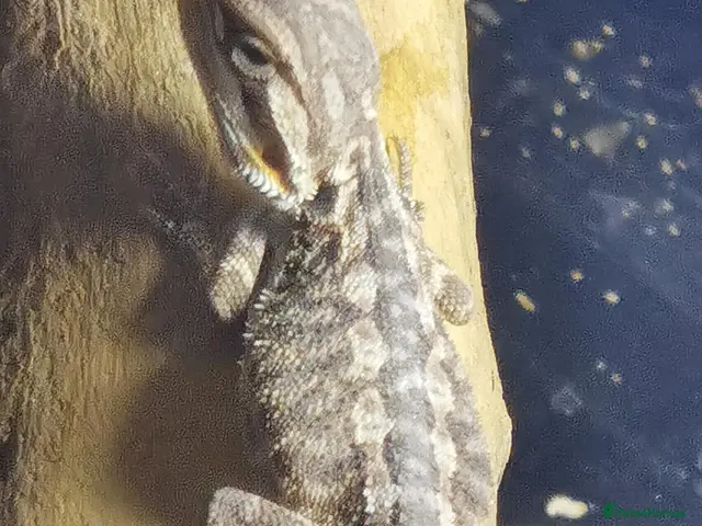 Bearded Dragon reptiles for sale: Baby bearded dragons ready now 🐊 - Advert 1