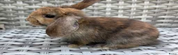 Mini Lop rabbits for sale: Pure bred mini lops - Advert 34