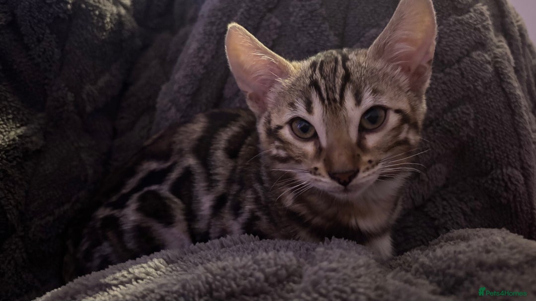 Bengal cats for sale: 🐆Beautiful Purebred Bengal Kitten  🐾 - Advert 5