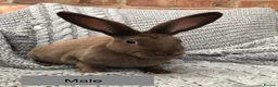 Rex rabbits for sale: Pure breed velvet mini and standard Rex rabbits - Advert 13