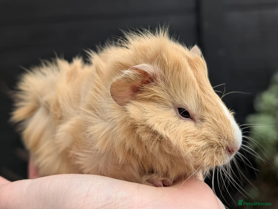 Guinea Pig rodents for sale: Guinea pig pups - Advert 11