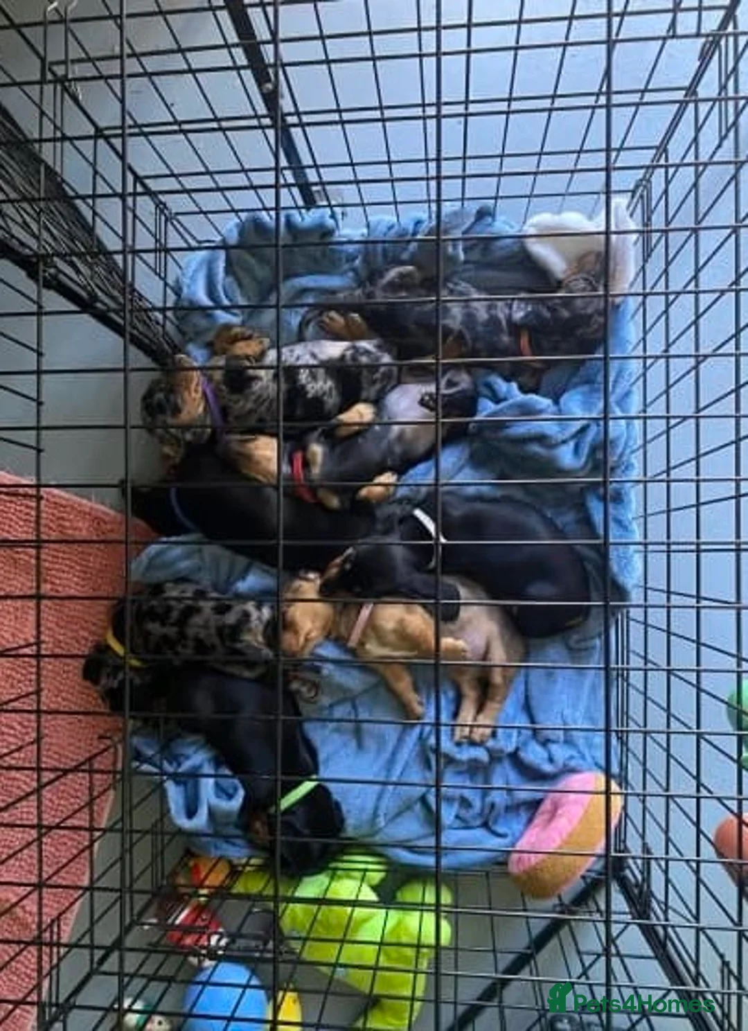 Miniature Dachshund dogs for sale: Active purebred dachschunds shorthair.  - Advert 4