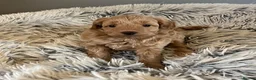 Cockapoo dogs for sale: Cockapoo F2b puppies  in Tarporley - Advert 8