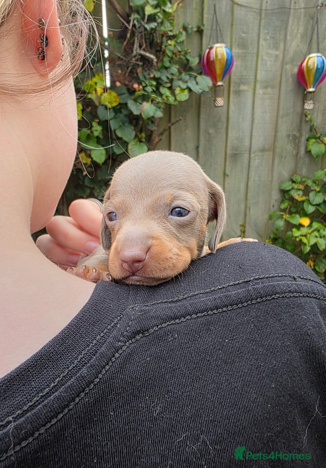 Miniature Dachshund dogs for sale: Beautiful KC registered miniature dachshund babies - Image 7
