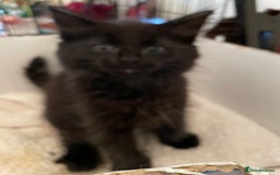 Maine Coon cats for sale: Maine coon kittens - Image 6