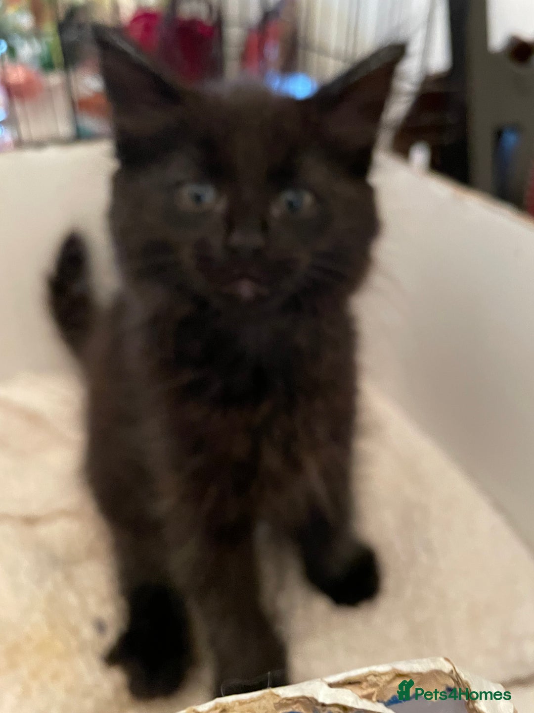 Maine Coon cats for sale: Maine coon kittens - Image 6