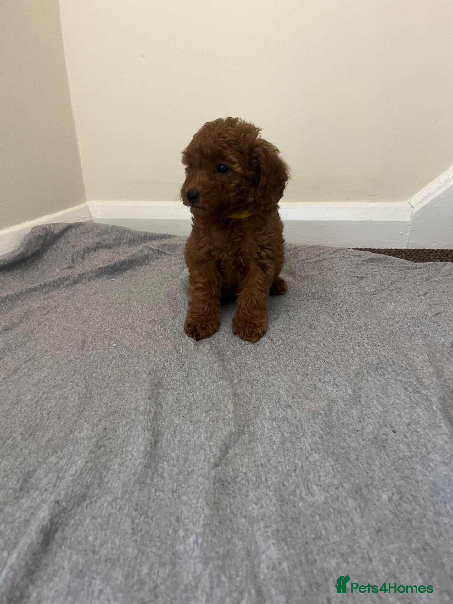 Miniature Poodle dogs Miniature poodle puppies  - Advert 2