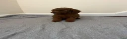 Miniature Poodle dogs for sale: Miniature poodle puppies  - Advert 4