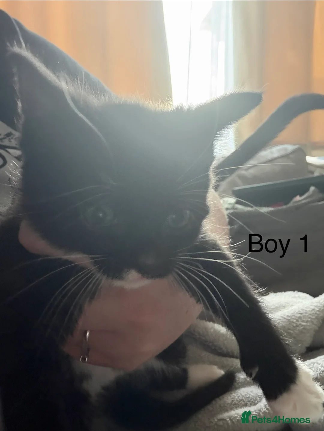 Mixed Breed cats for sale: 4 beautiful tuxedo kittens - Advert 2