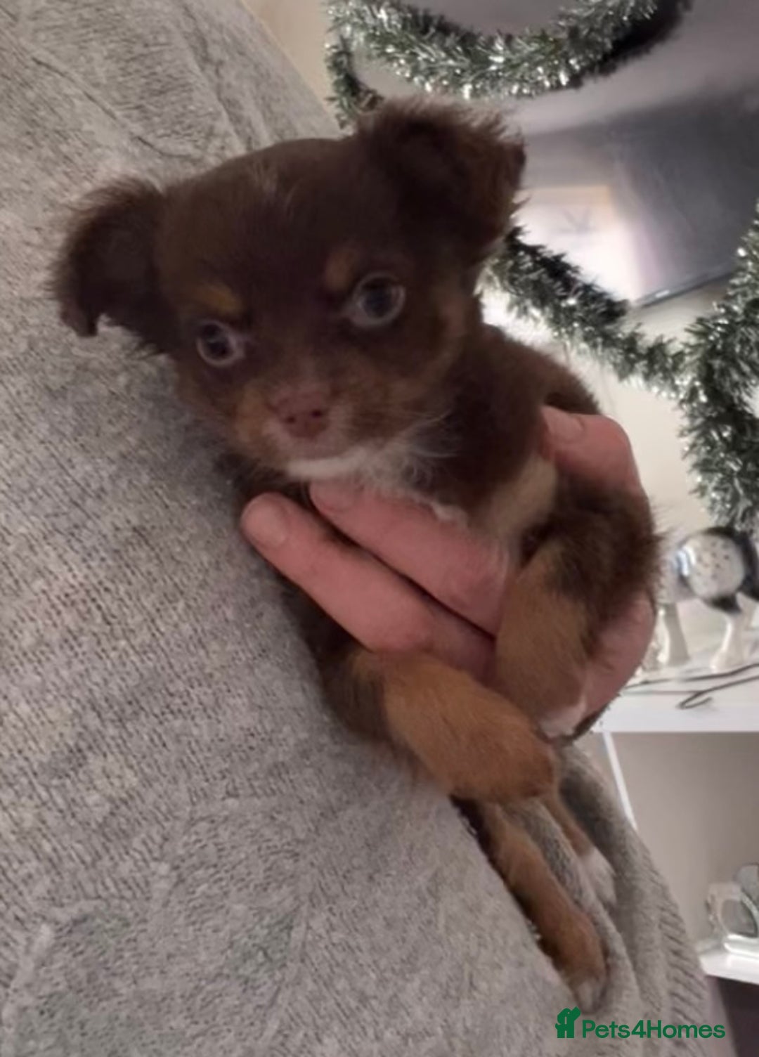 Chihuahua dogs for sale: Last chihuahua girl - READY NOW  - Advert 7