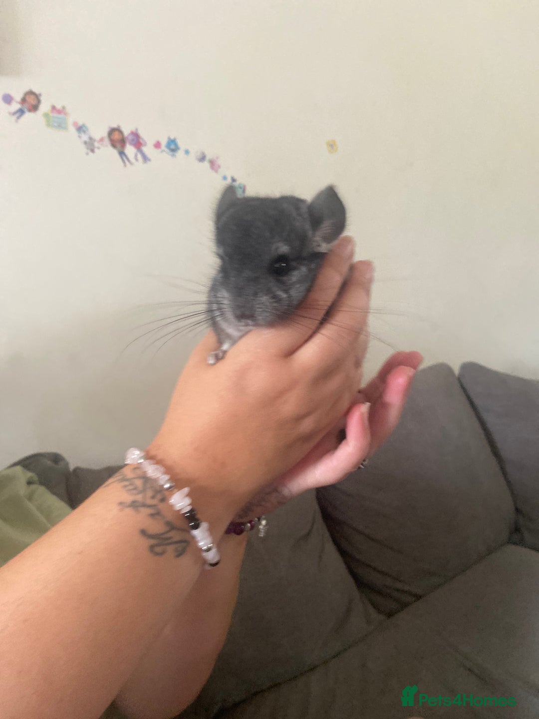 Chinchilla rodents for sale: Chinchillas  in Hemel Hempstead - Image 5