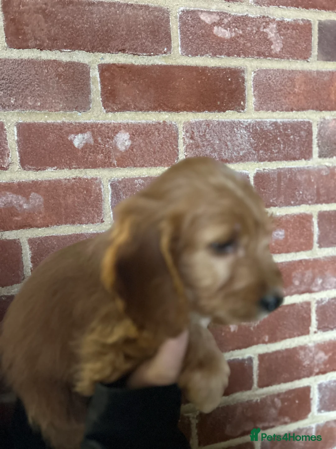 Cockapoo dogs for sale: F1 cockapoos  - Advert 14