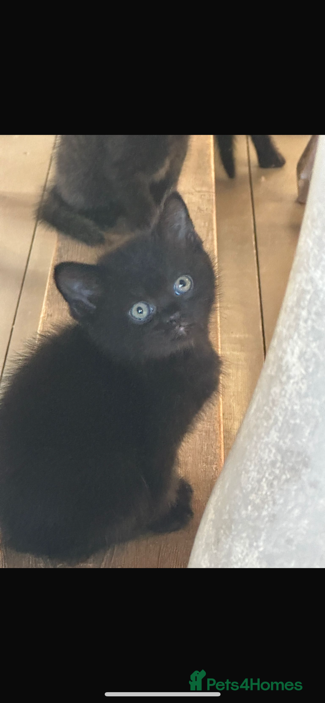 Mixed Breed cats for sale: Half British Blue Kittens  - Image 13