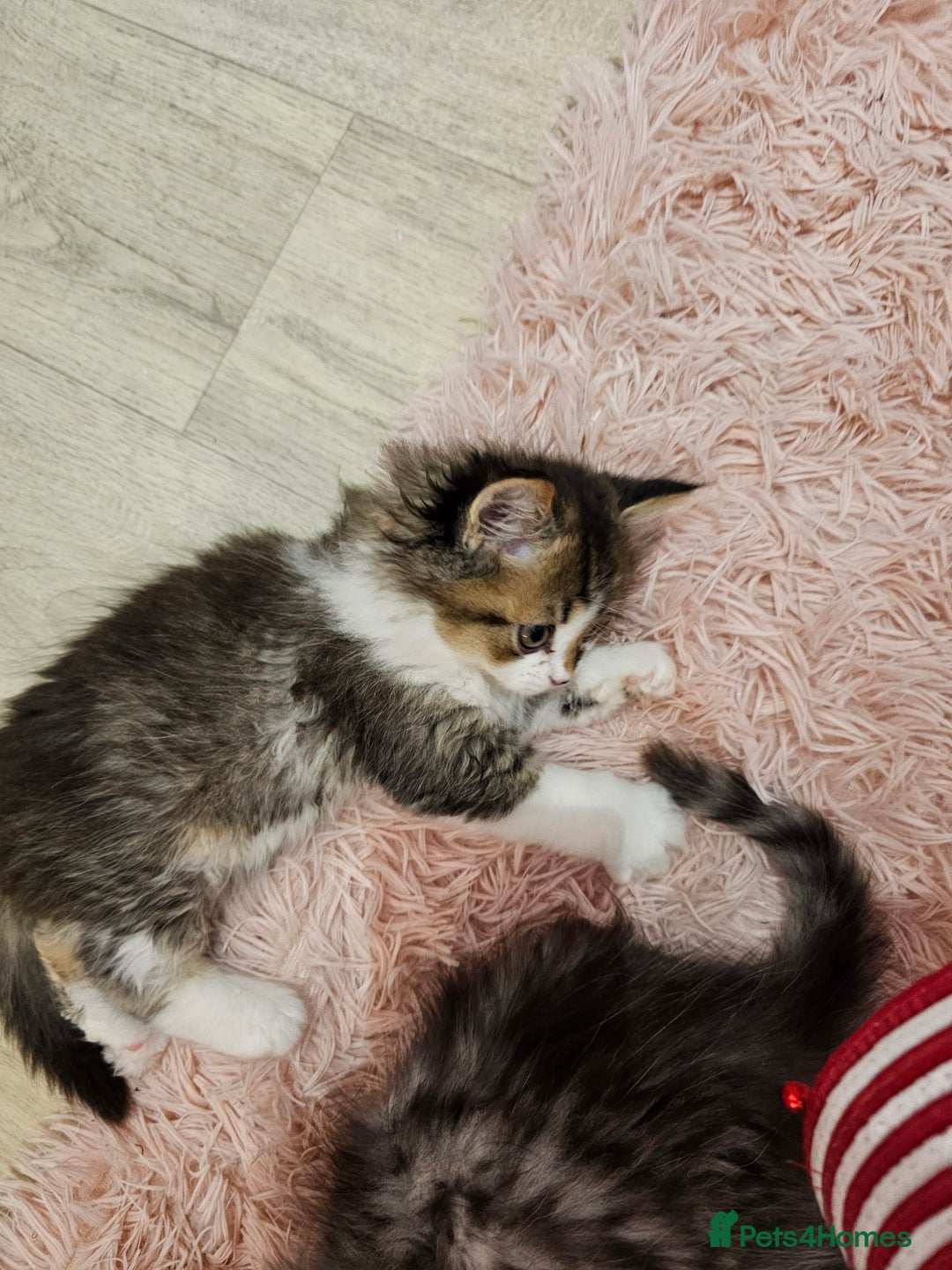 Mixed Breed cats for sale: Persian Chinchilla Cross Kittens - Image 15
