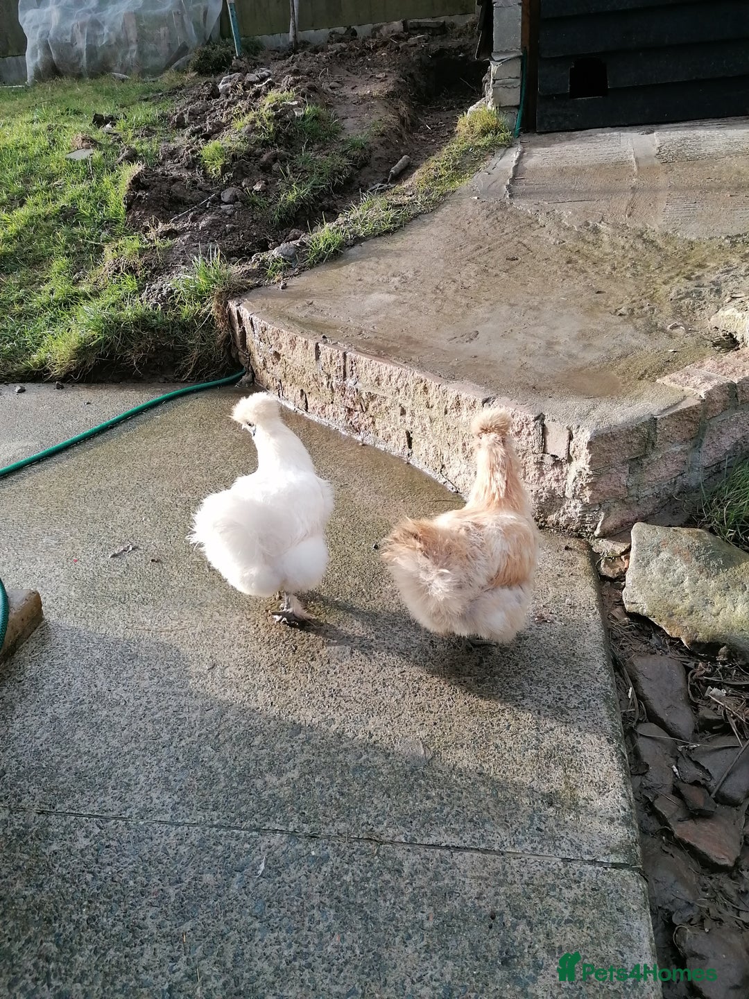 Chickens poultry for sale: Two silkies  - Advert 2