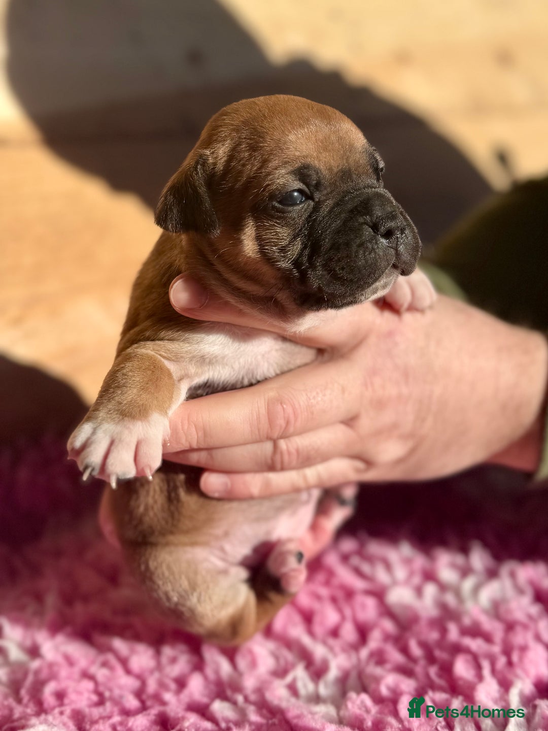 Staffordshire Bull Terrier dogs for sale: 7 Red Staffordshire Bull Terrier pups  - Advert 4