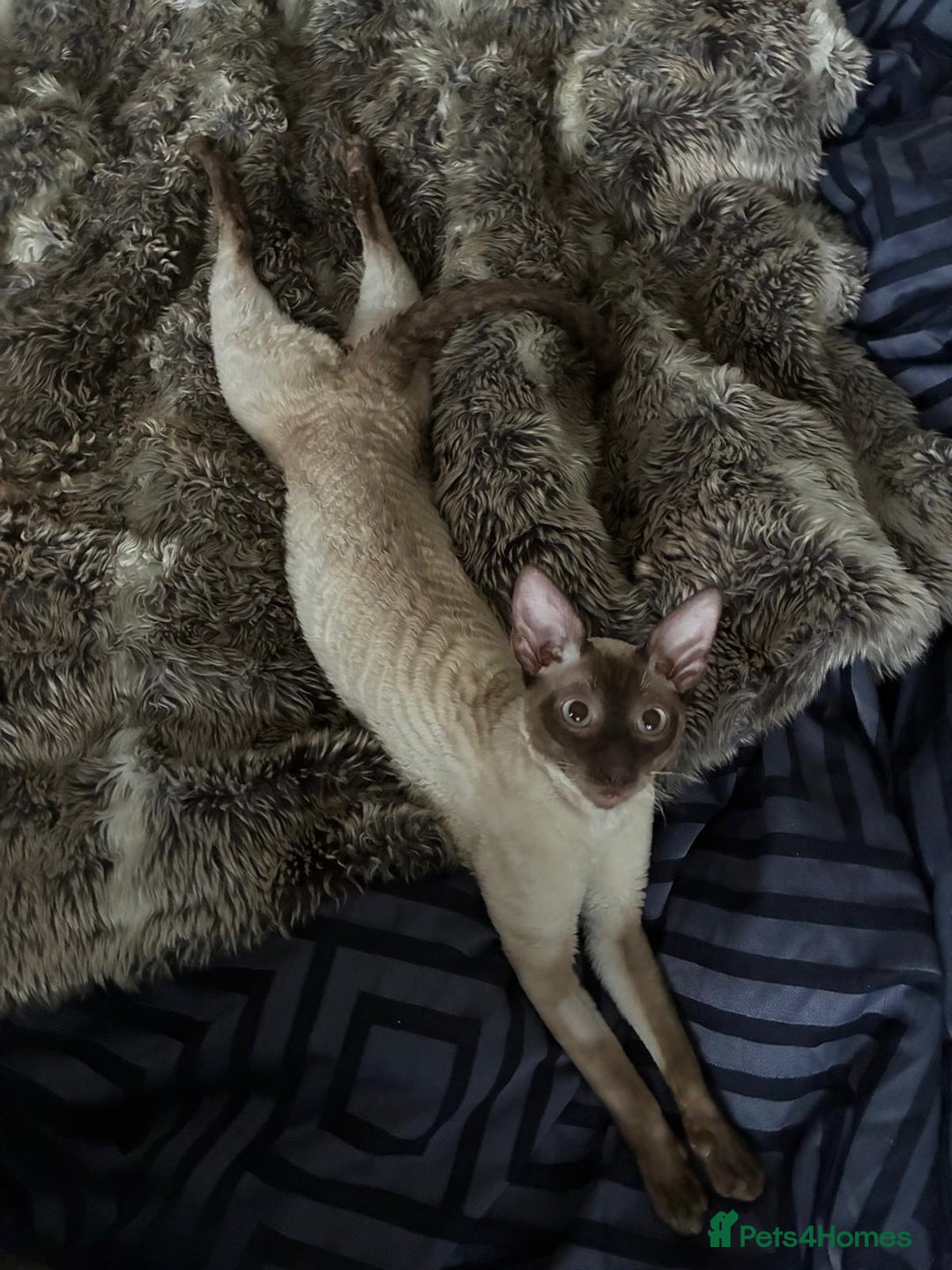 Cornish Rex cats for sale: Cornish Rex Chocolate Point Male 9 months £500 - Advert 10