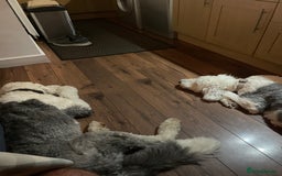 Old English Sheepdog dogs for sale: Old English puppies - Image 6