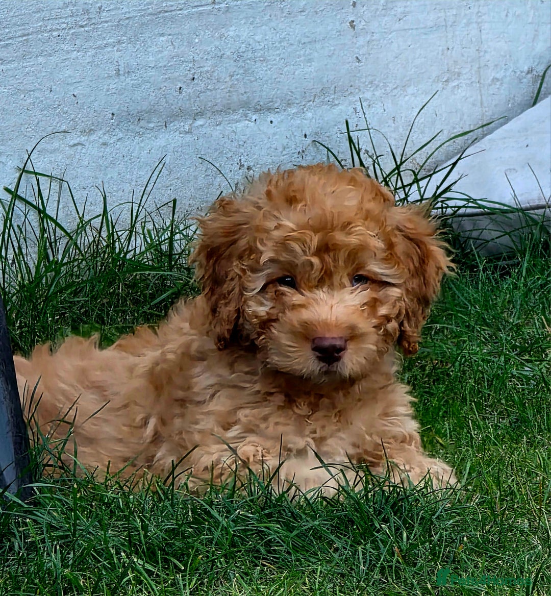 Cockapoo dogs for sale: Phantom & Merle Cockapoo puppies - Image 2