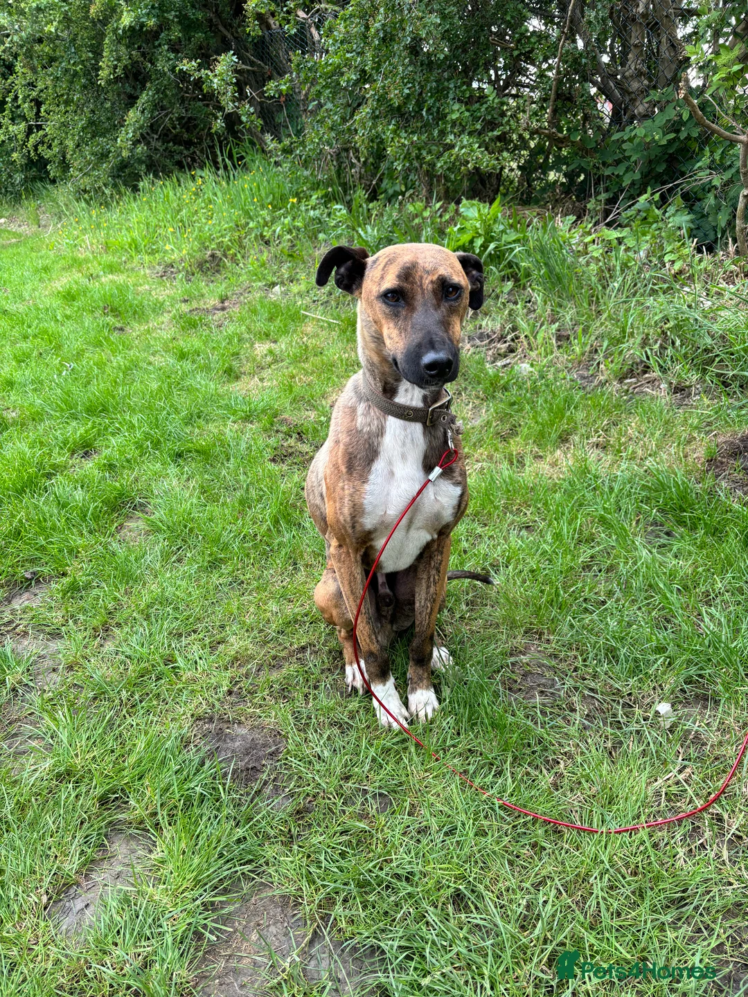 Lurcher dogs for stud: Collie x Whippet stud  in Swadlincote - Advert 4