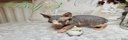 Sphynx cats for sale: Stunning Pedigree Sphynx Kittens - Advert 34