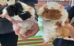 Guinea Pig rodents for sale: 2 male baby guinea pigs flitwick - Image 12