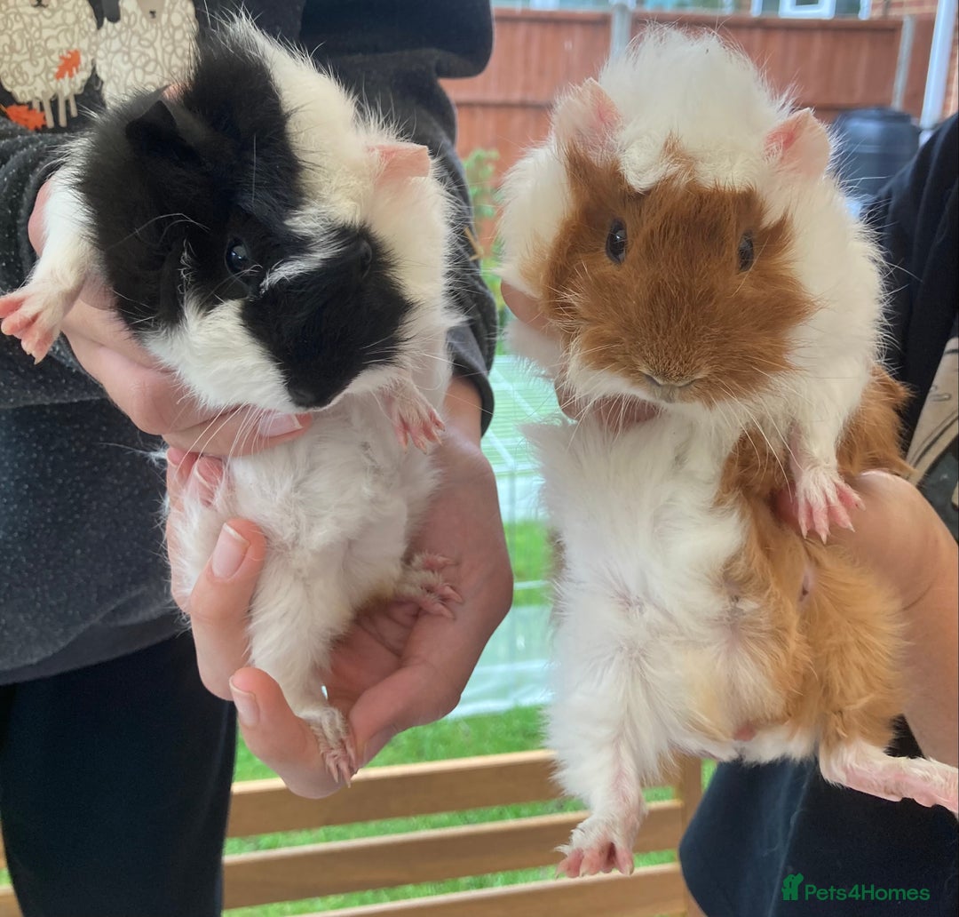Guinea Pig rodents for sale: 2 male baby guinea pigs flitwick - Image 12