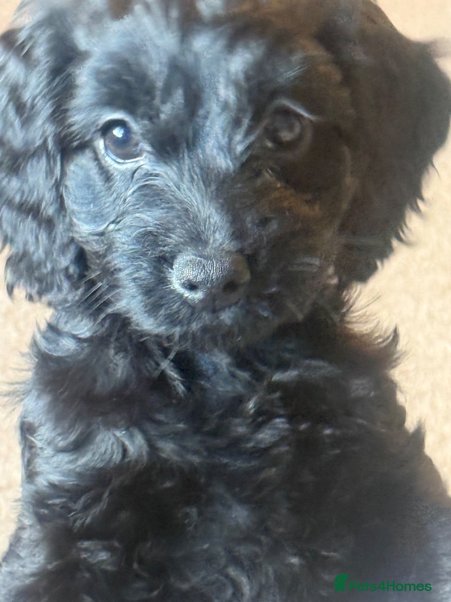 Cockapoo dogs Lovely cockapoo puppy  - Advert 1