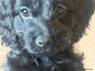 Cockapoo dogs Lovely cockapoo puppy - Advert 1