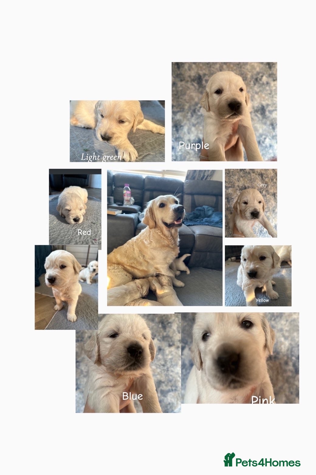 Golden Retriever dogs Cream kc registered golden retriever pups - Advert 3