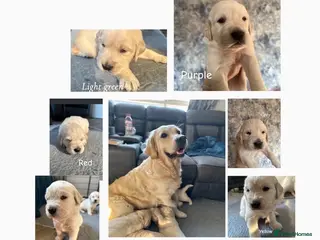 Golden Retriever dogs Cream kc registered golden retriever pups - Advert 3