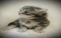 Persian cats for sale: Unique Persian cross kittens .  - Image 12