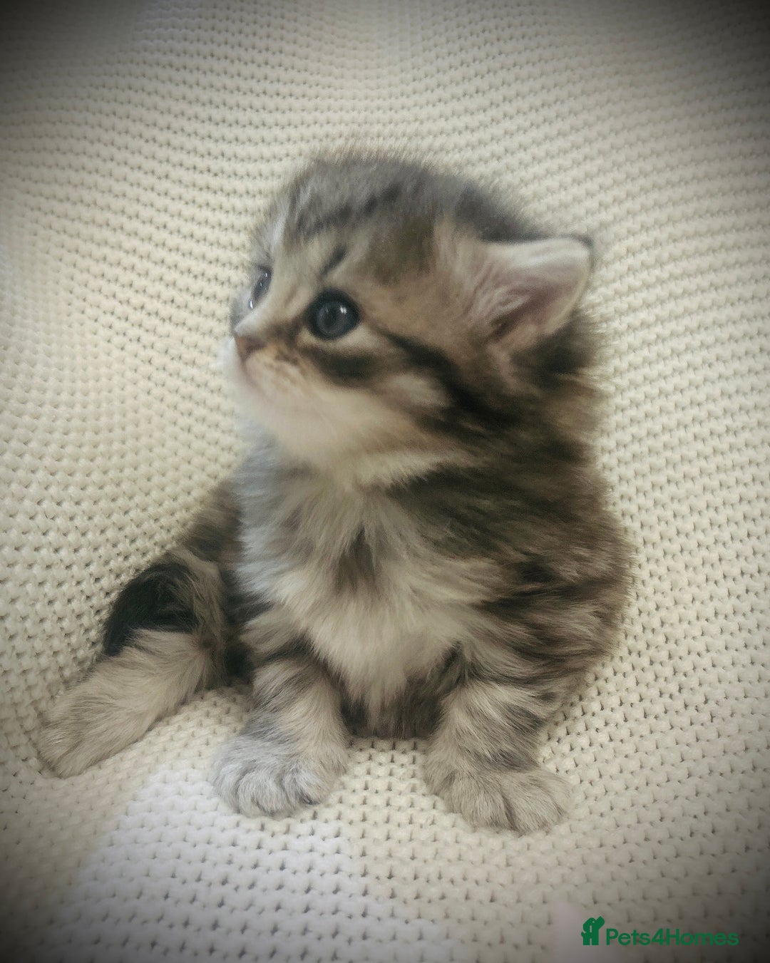 Persian cats for sale: Unique Persian cross kittens .  - Image 12
