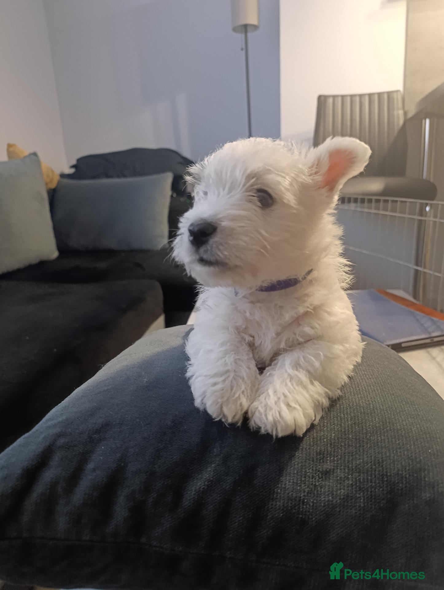 West Highland Terrier dogs RKC Westies quality puppies for sale  - Advert 2