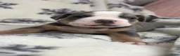 Olde English Bulldogge dogs for sale: 🔥🔥Champion bloodline Olde English Buldogs🔥🔥 - Advert 17