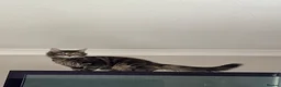 Mixed Breed cats for sale: 6 beautiful kittens  - Advert 4
