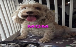 Cockapoo dogs for sale: Beautiful cockapoo’s  - Image 8