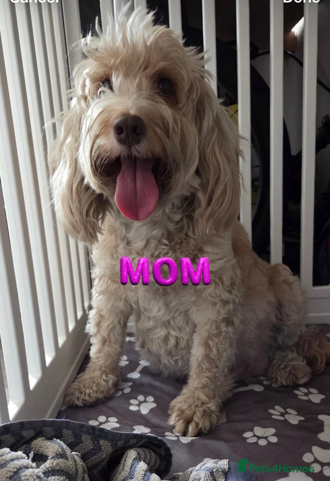 Cockapoo dogs for sale: Beautiful cockapoo’s  - Image 8