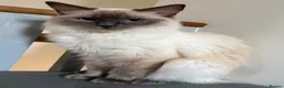 Ragdoll cats for sale: GCCF Ragdoll Girl - Advert 4