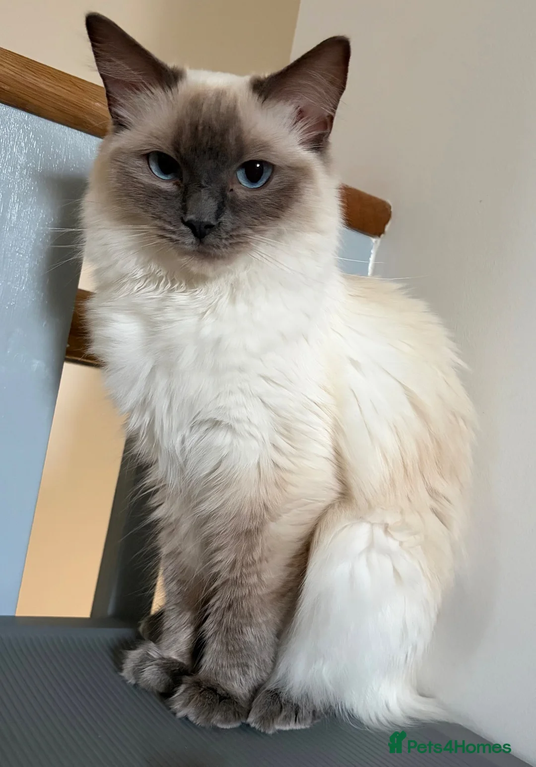 Ragdoll cats for sale: GCCF Ragdoll Girl - Advert 4