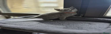 Russian Blue Kitten 3