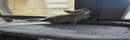 Russian Blue cats for sale: GCCF PEDIGREE BLUE RUSSIAN KITTENS  - Advert 3