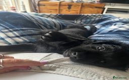 Cavapoo dogs for sale: Our clever little Ricki is ready to leave now!  - Image 28