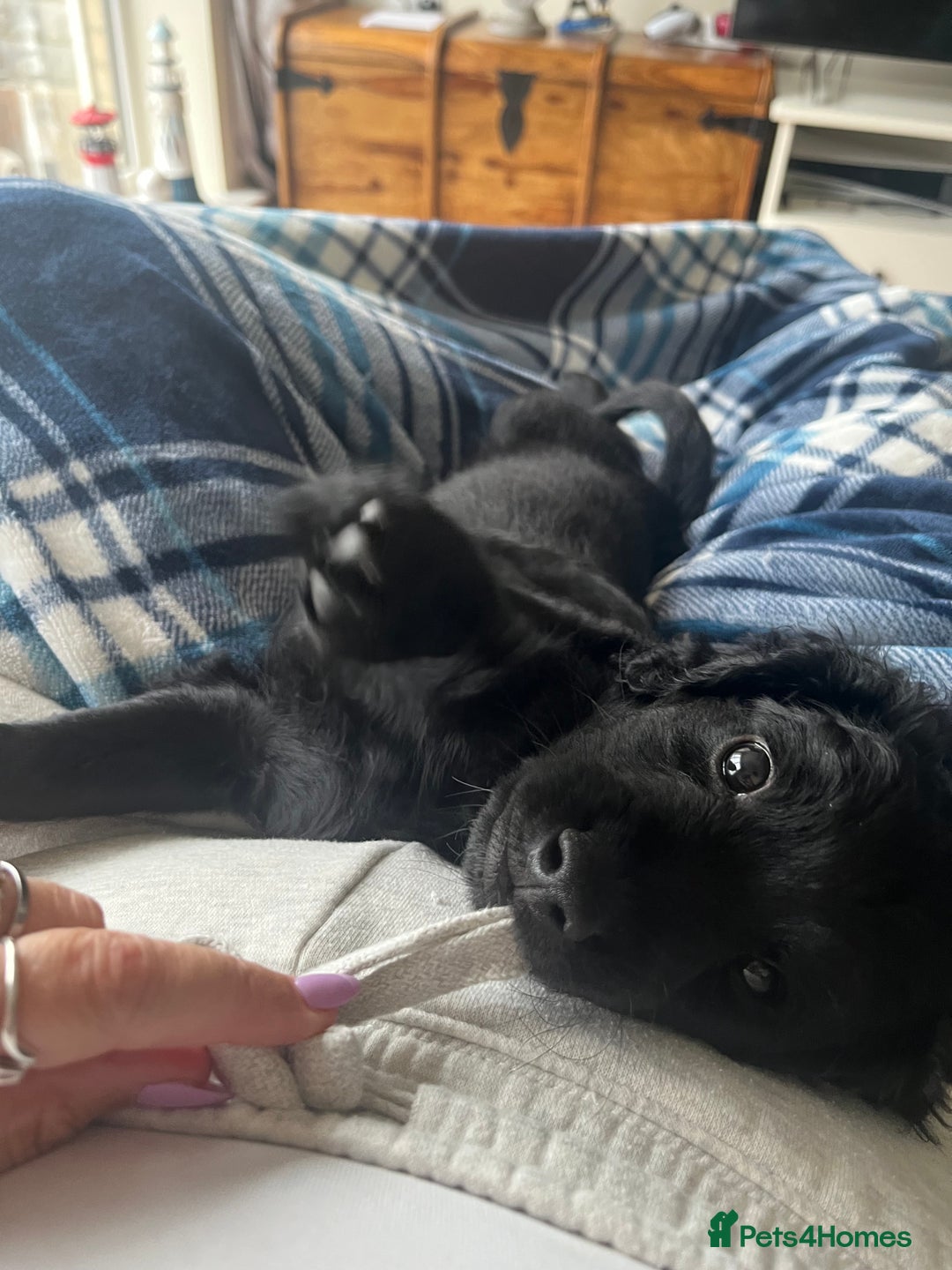 Cavapoo dogs for sale: Our clever little Ricki is ready to leave now!  - Image 28